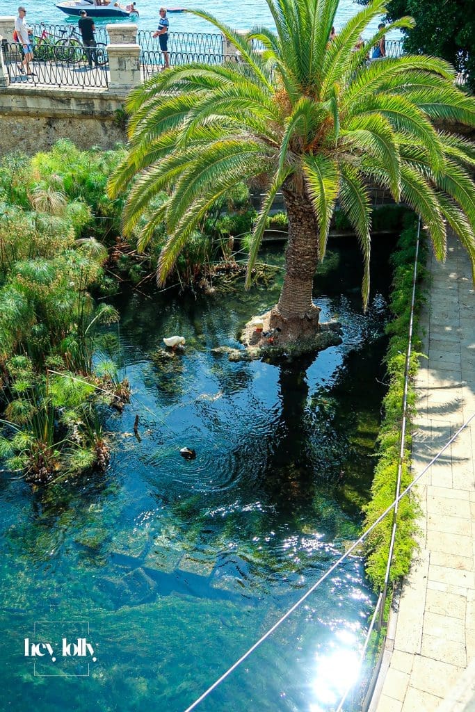 Fonte Aretusa freshwater pond with papyrus plants near the sea in Ortigia Sicily