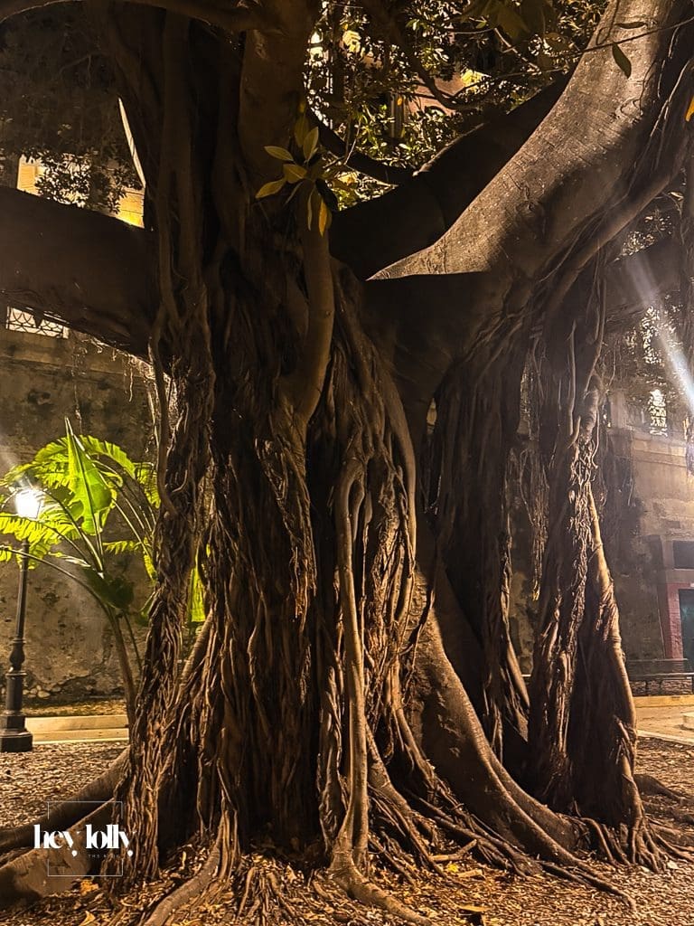 fig tree vines in ortigia