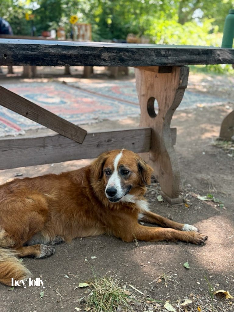 Farm dog relaxing in the Sicilian sunshine at Slow Life Family Farm near Syracuse.