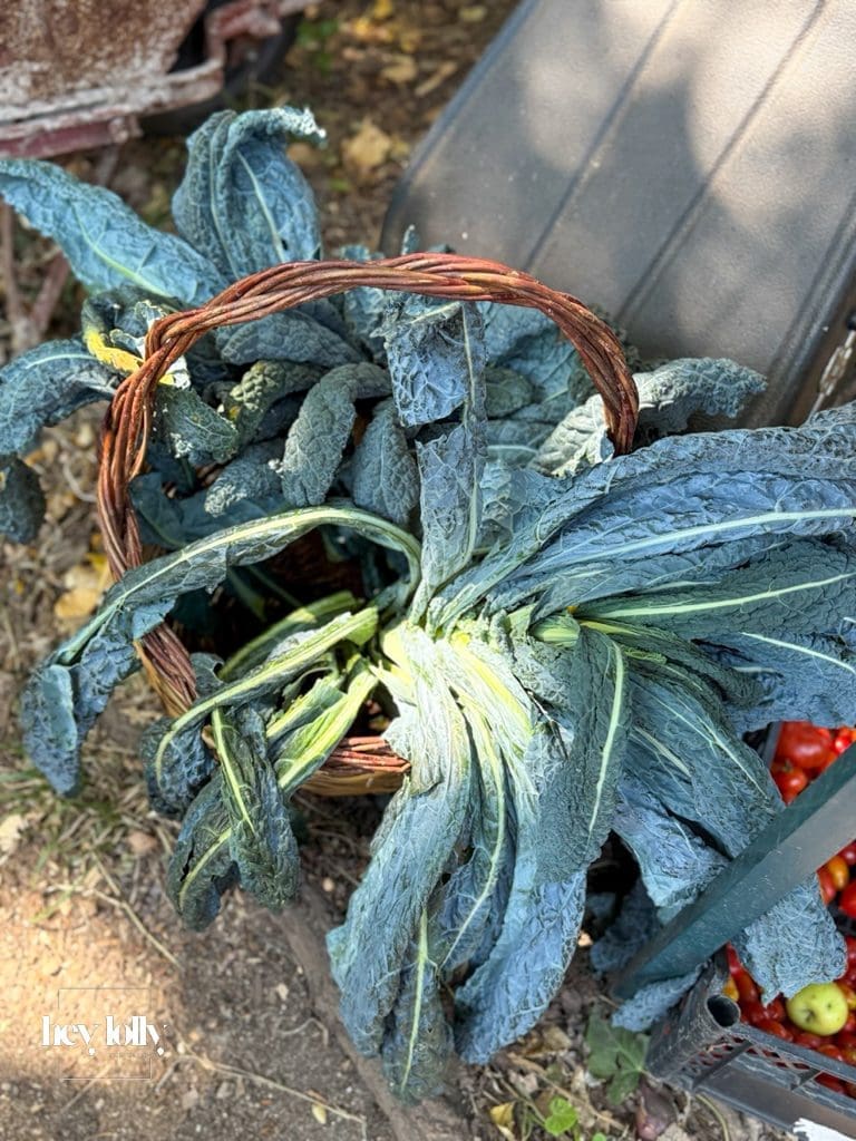 Basket of freshly harvested vegetables for the garden-to-table cooking experience in Syracuse Sicily.