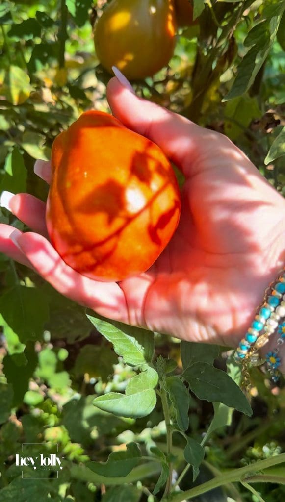 Close-up of tomatoes being picked straight from the tree for a Sicilian cooking experience in Syracuse.