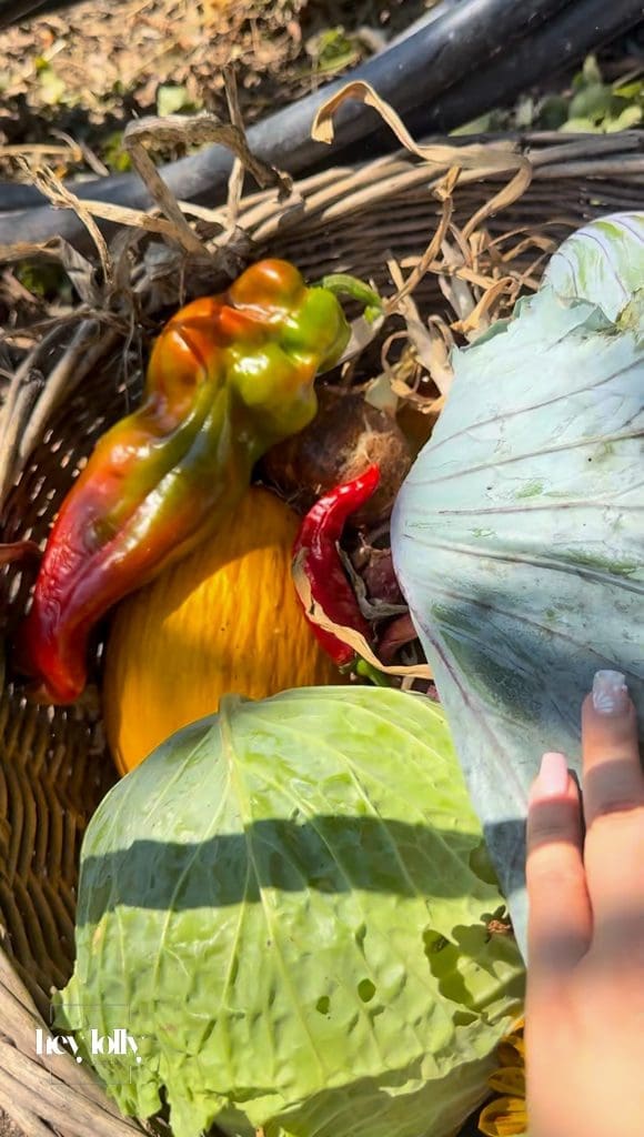 Basket filled with peppers, cabbage, honey dew melon gathered for the garden-to-table cooking class in Sicily.