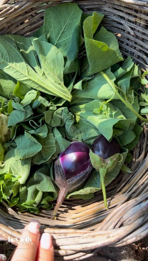 Fresh aubergines being picked from the vegetable patch at Slow Life Family Farm in Siracusa.