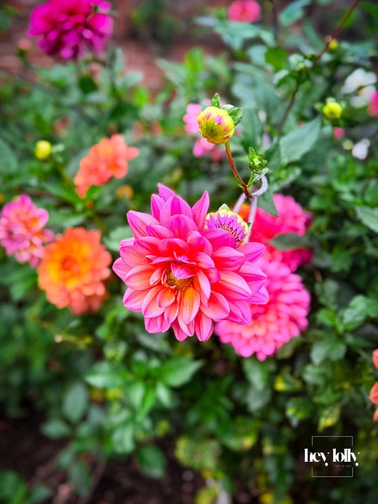 Coral and amber dahlias blooming in Clumber Park’s walled kitchen garden on a soft autumn morning.