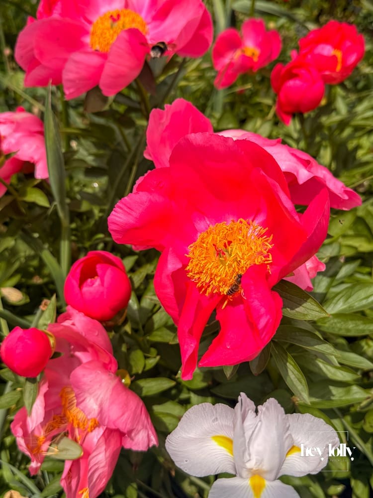 Close-up flowers in the gardens at Belvoir Castle